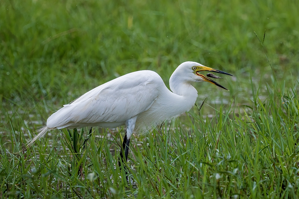 Intermediate Egret